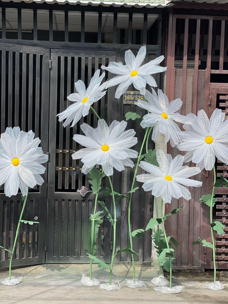 Daisy dream | Giant flowers
