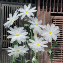 Daisy dream | Giant flowers